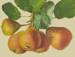 Image - Poire_a_Botzi_Logo.jpg